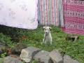 El perrito.jpg